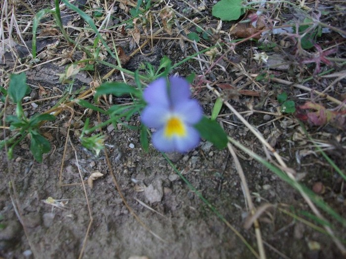 imaginile mele 1428 - flori de pe Valea Sohodolului