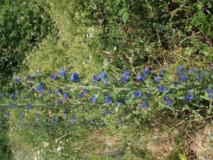 imaginile mele 1431 - flori de pe Valea Sohodolului