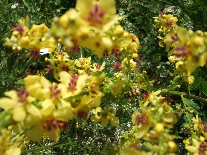 lumanarica - flori de pe Valea Sohodolului