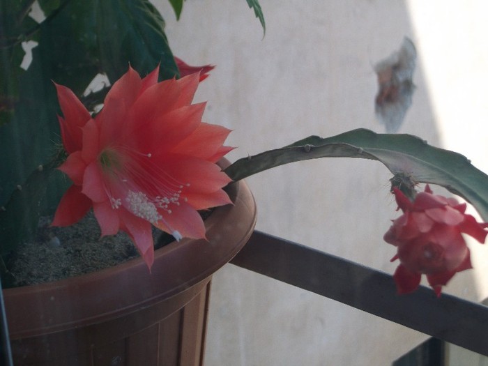 24.06.2011 - cactusi iunie 2011