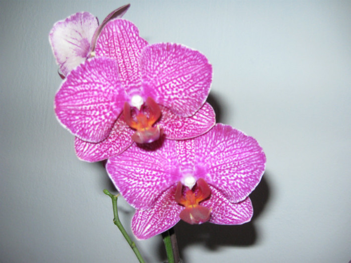 IMG_0017 - Phalaenopsis