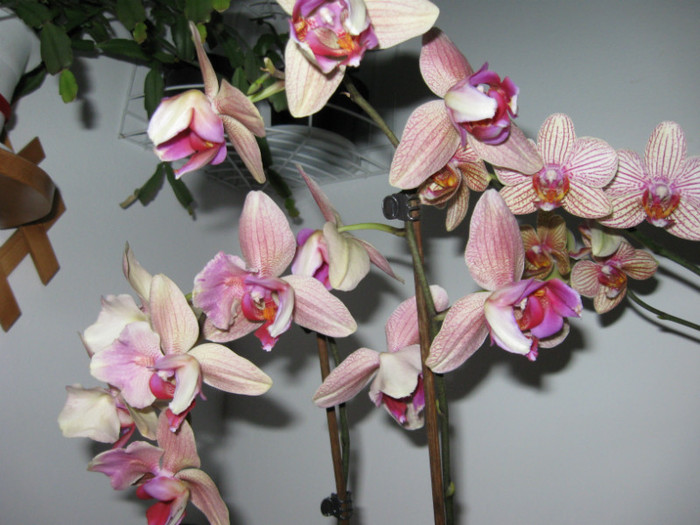 IMG_0047 - Phalaenopsis