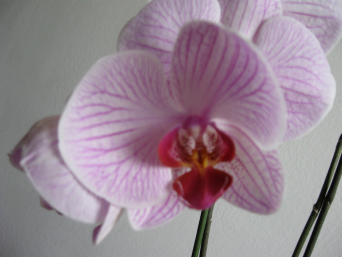 IMG_0093 - Phalaenopsis