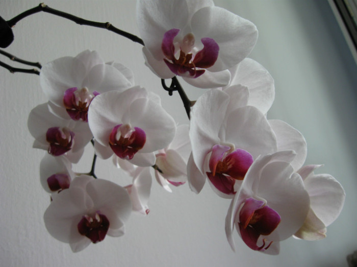 IMG_0116 - Phalaenopsis
