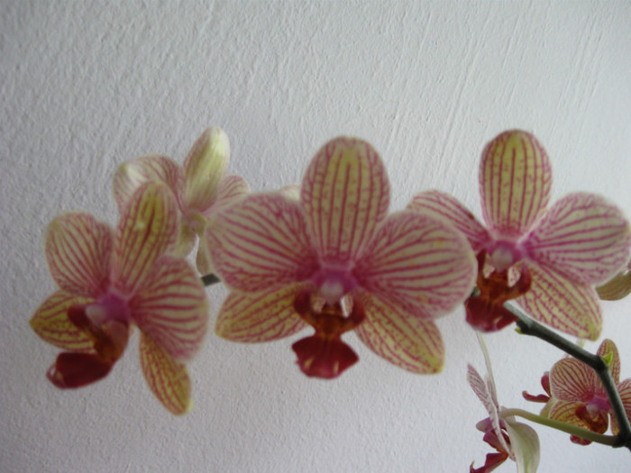 IMG_0138 - Phalaenopsis