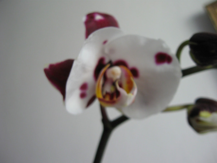 IMG_0124 - Phalaenopsis