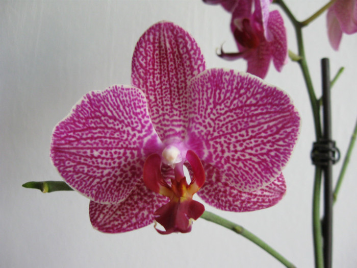 IMG_0146 - Phalaenopsis