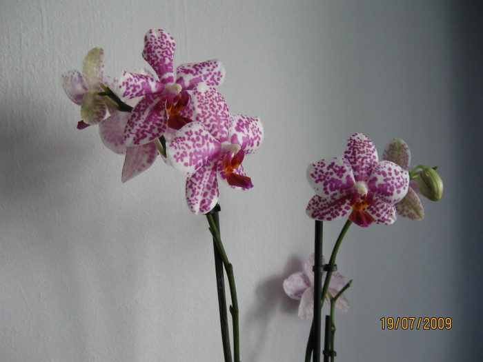 IMG_0338 - Phalaenopsis