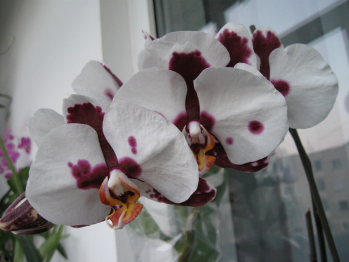 IMG_0622 - Phalaenopsis