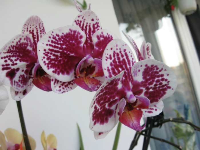 IMG_0674 - Phalaenopsis