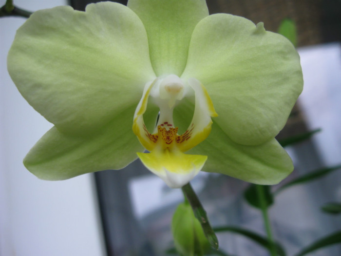 048 - Phalaenopsis