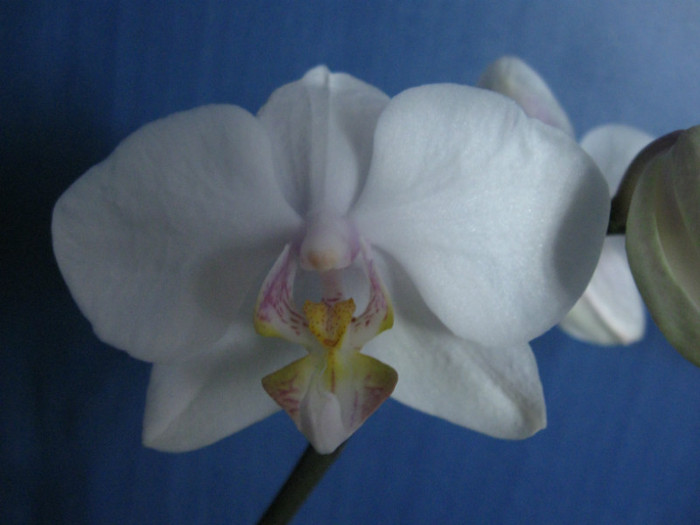 024 - Phalaenopsis