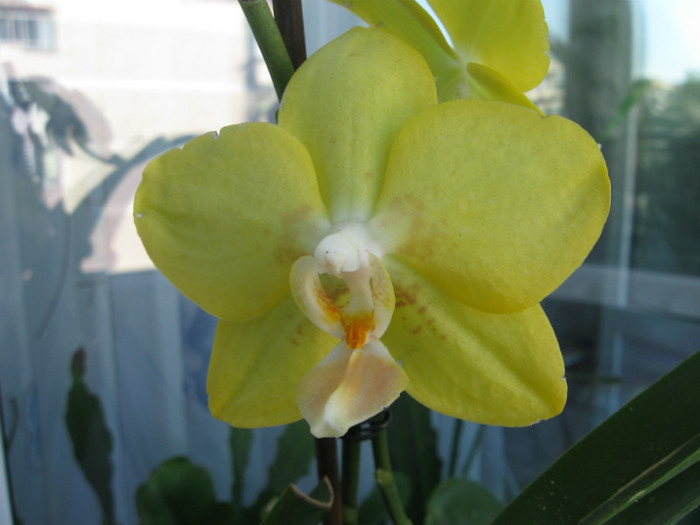 081 - Phalaenopsis