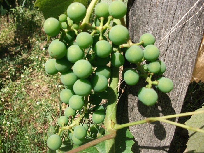 struguri - fructe din gradina-iunie