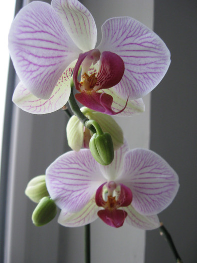 153 - Phalaenopsis