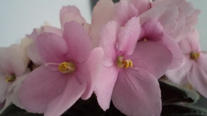 DSC00388 - gradina lui nenea jorj