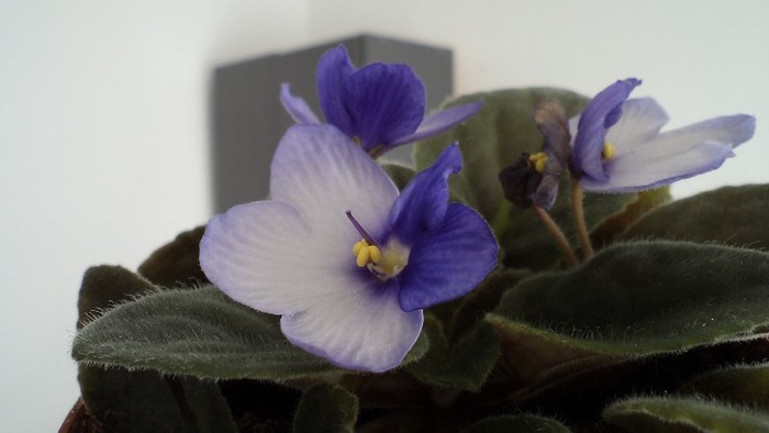 DSC00389 - gradina lui nenea jorj