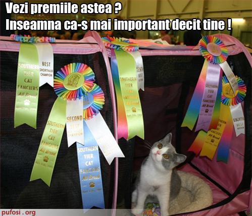 poze-amuzante-pisica-se-crede-importanta - 0o0o Poze haioase o0o0