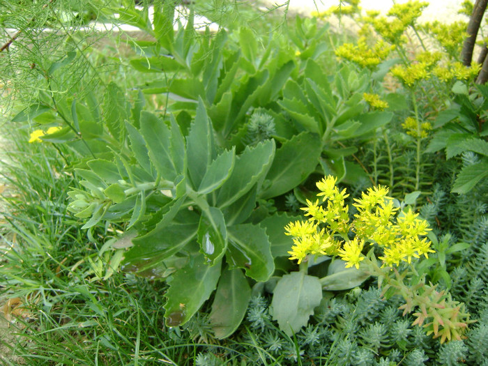 Plante de rocarie (suculente) - Plante si flori