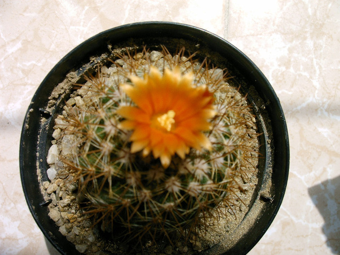 IMAG0002 - Flori cactusi