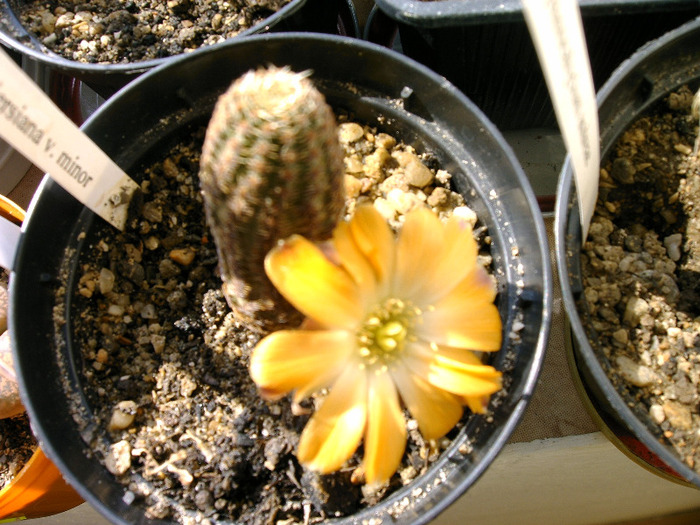 Mediolobivia - Flori cactusi
