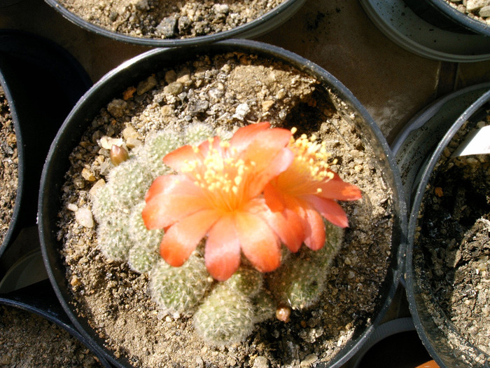 Rebutia - Flori cactusi