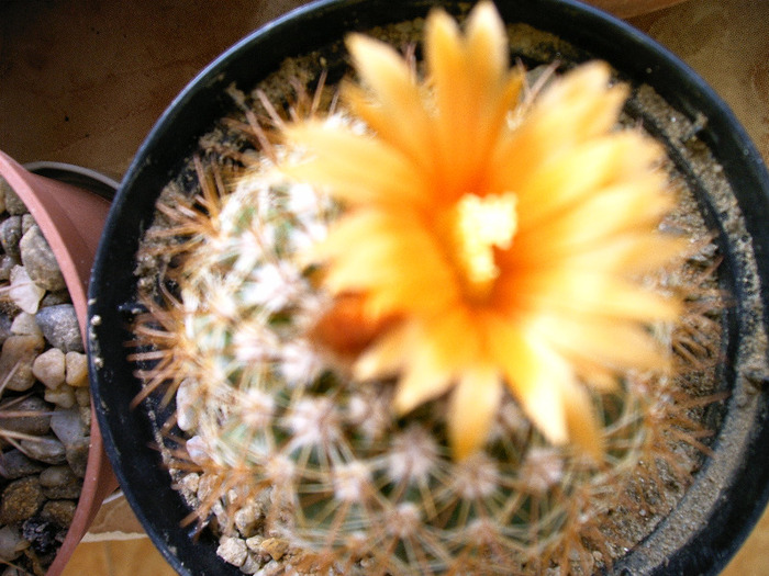 IMAG0006 - Flori cactusi