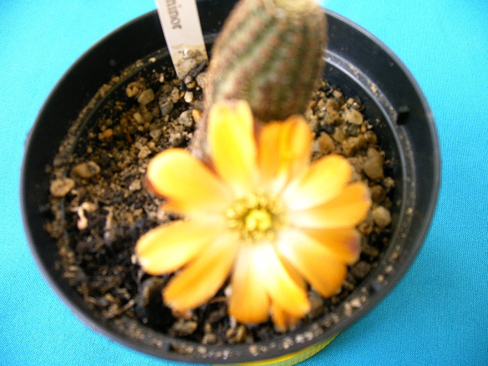 Mediolobivia - Flori cactusi
