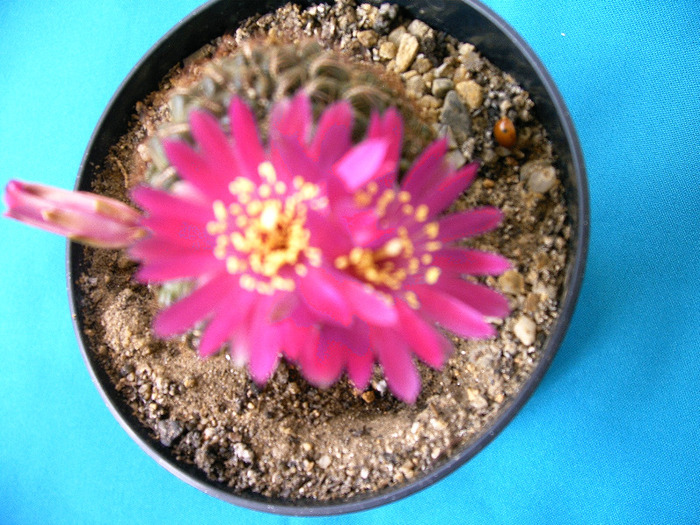 Sulcorebutia