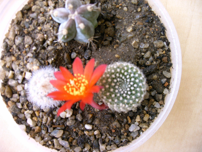 Rebutia -floare