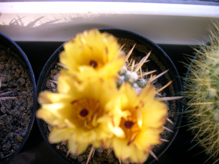 Notocactus