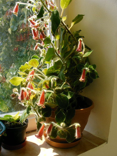 Kohleria - Diverse flori