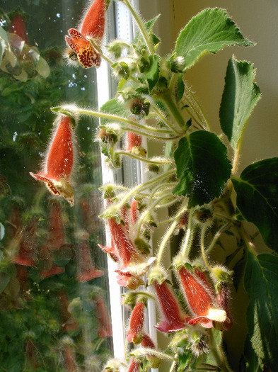 IMAG0029 - Diverse flori