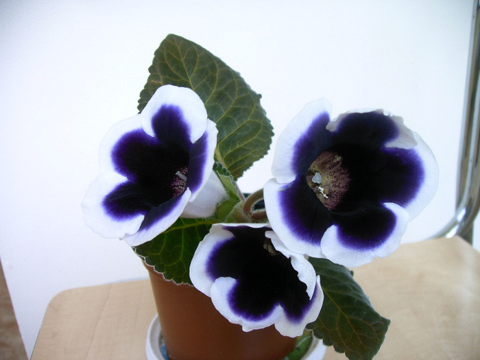 Gloxinie - Diverse flori