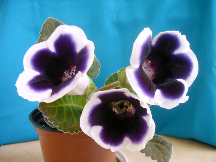 IMAG0039 - Diverse flori