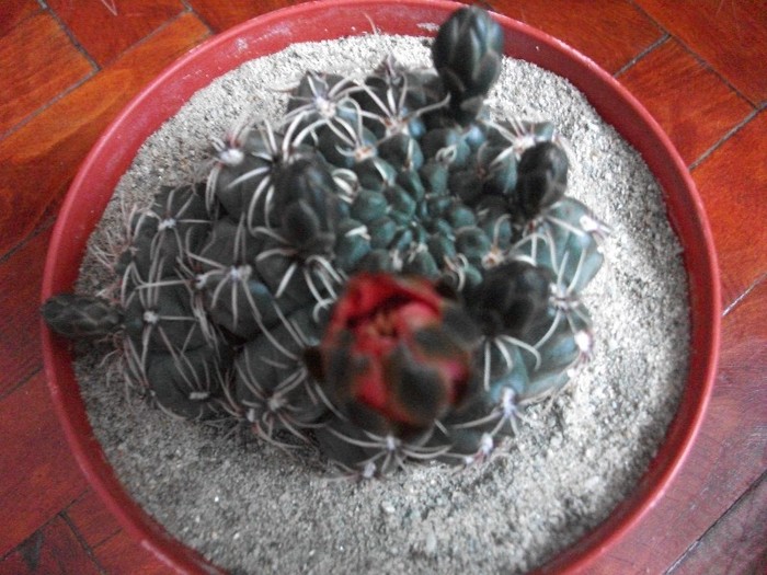28.06.2011 - cactusi iunie 2011