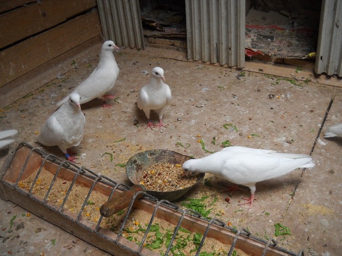 Ma sacrific eu pentru voi!