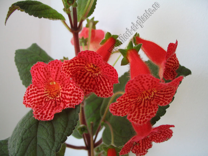 Kohleria Borka - Flori extrem de mari!; Kohleria Borka - Flori extrem de mari!

