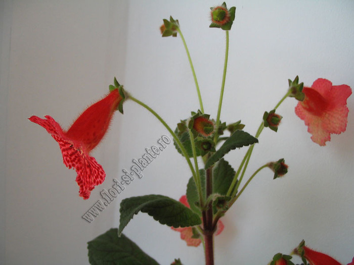 Kohleria Borka 15