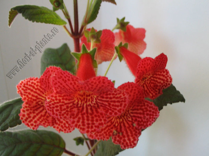 Kohleria Borka - Uluitor de frumoasa!