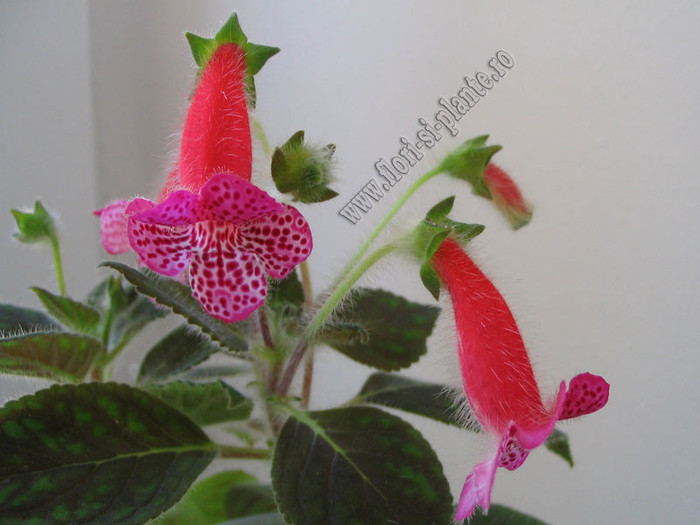 Kohleria Annika -Imagini in premiera