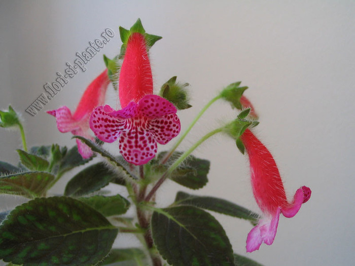 Kohleria Annika - Hibrid deosebit de reusit!