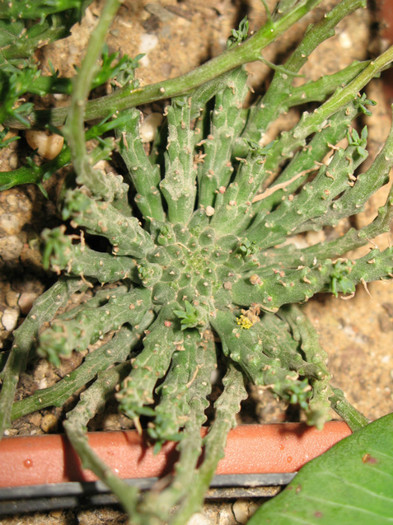 EUPHORBIA caput-medusae