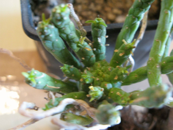 Euphorbia muirii - EUPHORBIA - album foto 1