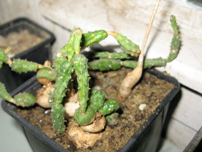 Euphorbia globosa