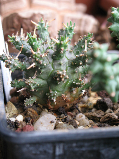 Euphorbia astrophora sp. nov., GM 204 - EUPHORBIA - album foto 1