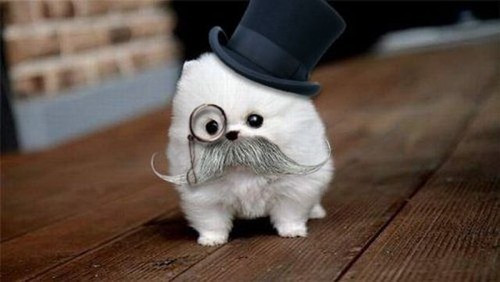 cats,adorable,cute,funny,kitten-817e309a9ce3217d203cc2758c9e6ad8_h_large