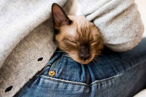 tumblr_ln6sngvIvD1qb6f1po1_500_large