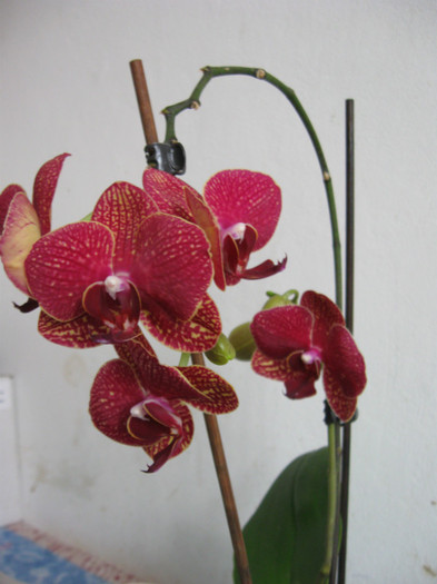 Visinica - Phalaenopsis