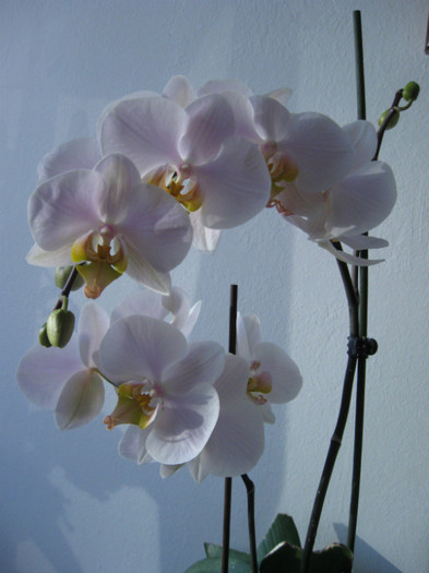 189 - Phalaenopsis